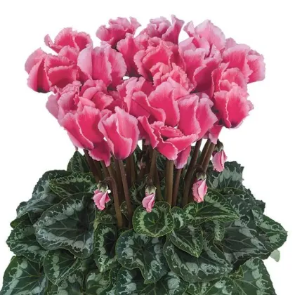 Cyklamén perzský Halios Curly Rose F1 - Cyclamen persicum - semená cyklámena - 6 ks