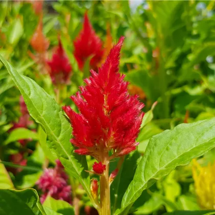 Plamenník ohnivý - Celosia plumosa - semená celosie - 50 ks