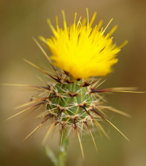 Nevädza lúčna žltá - Centaurea cyanus - semená nevädze - 50 ks