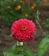 Cínia pôvabná červená - Zinnia elegans - semená cínie - 50 ks