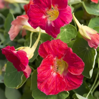 Kapucínka nízka Tip Top Rose - Tropaeolum mínus - semená kapucínky - 10 ks