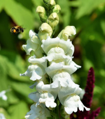 Papuľka väčšia biela - Antirrhinum majus - semená papuľky - 35 ks