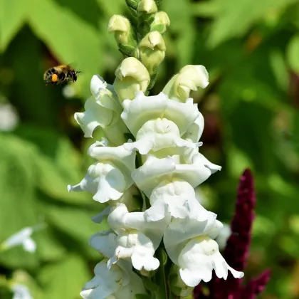 Papuľka väčšia biela - Antirrhinum majus - semená papuľky - 35 ks