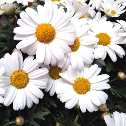Margaréta balkónová Snowland - Chrysanthemum paludosum - semená - 50 ks
