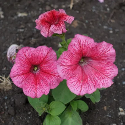 Petúnia mnohokvetá Claudia F1 - Petunia hybrida - semená - 30 ks