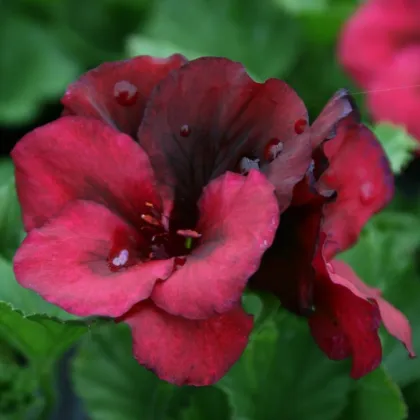 Muškát pásikavý Black Velvet Violet F1 - Pelargonium zonale - semená - 6 ks