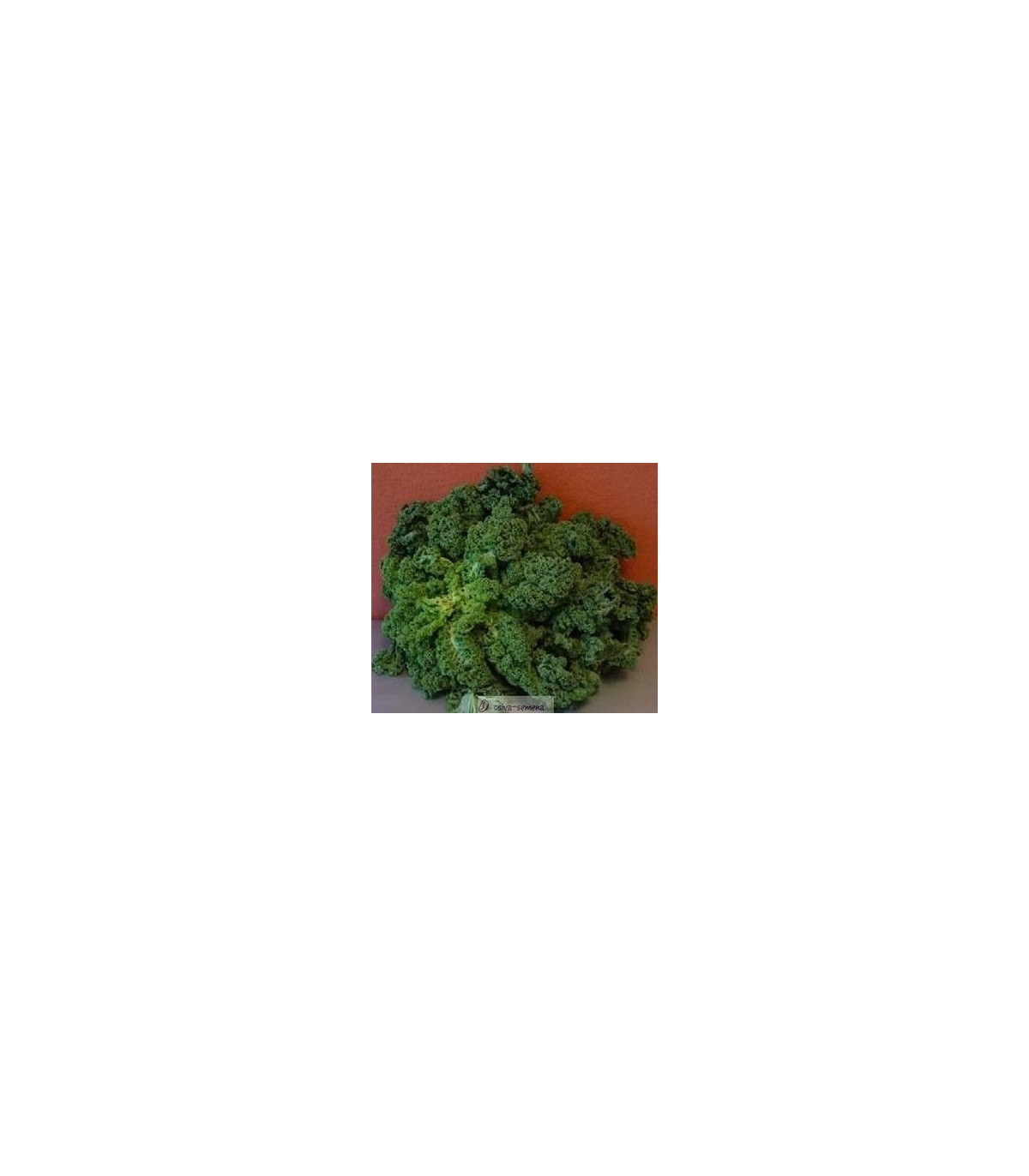 Kel kučeravý zelený zimný - Brassica oleracea L. - semená kelu - 0,5 g