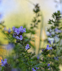 Marulka kocúrnik - Calamintha nepeta - semená marulky - 300 ks