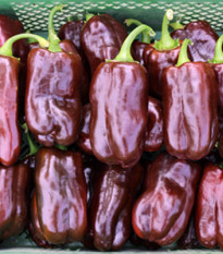 BIO paprika Chocobell - Capsicum annuum - bio semená papriky - 8 ks