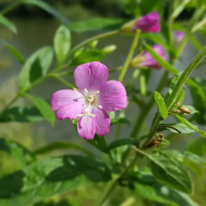 Vŕbovka malokvetá - Epilobium parviflorum - semená vŕbovky - 0,05 g