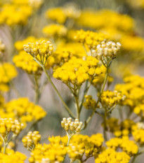 Slamiha talianska - Helichrysum italicum - semená slamihy - 200 ks