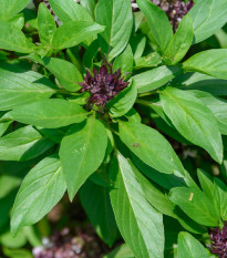 Bazalka Siam Queen - Ocimum basilicum - semená bazalky - 80 ks