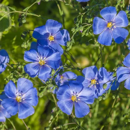 Ľan modrý - Linum perenne - semená - 250 ks