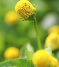 Plamatka kapustová Homer - Spilanthes oleracea - semená - 15 ks