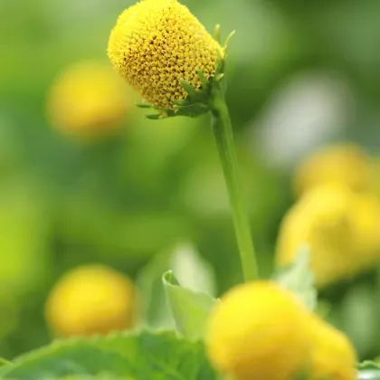 Plamatka kapustová Homer - Spilanthes oleracea - semená - 15 ks