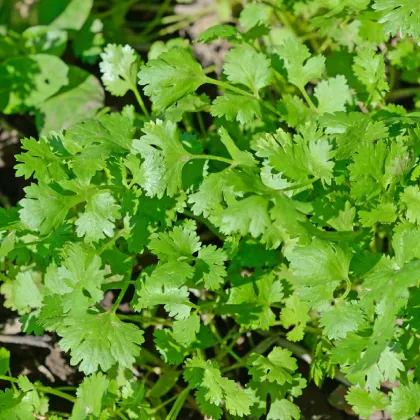 Koriander siaty Cadiz - Coriandrum sativum - semená koriandra - 100 ks