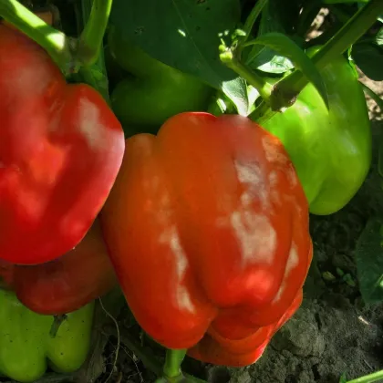 Paprika Granova - Capsicum annuum - semená papriky - 50 ks