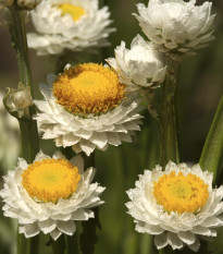 Piesočník krídlatý - Ammobium alatum grandiflorum - slamienka - semená - 100 ks