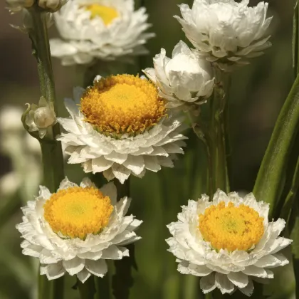 Piesočník krídlatý - Ammobium alatum grandiflorum - slamienka - semená - 100 ks