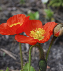 Mak holý Gnome - Papaver nudicaule - semená - 50 ks