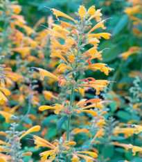 Agastache Apricot Sprite - Agastache aurantiaca - semená - 20 ks