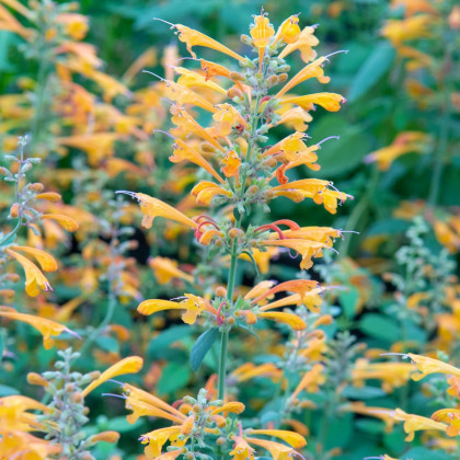 Agastache Apricot Sprite - Agastache aurantiaca - semená - 20 ks