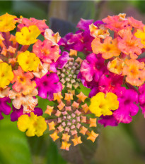 Lantana menlivá - Lantana camara - bonsaj - semená lantany - 10 ks