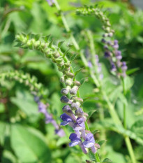 Šišiak bajkalský - Scutellaria baicalensis - semená šišiaka - 15 ks