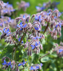 BIO borák lekársky - Borago officinalis - bio semená boráka - 20 ks