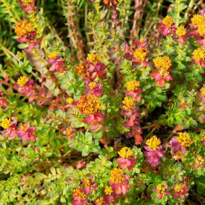 Rozchodnica ružová - Rhodiola rosea - semená rozchodnice - 8 ks