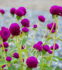 Gomfréna hlávkatá fialová - Gomphrena globosa - semená - 25 ks