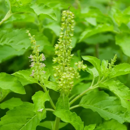 Bazalka indická Tulsi - Ocimum tenuiflorum - semená bazalky - 50 ks