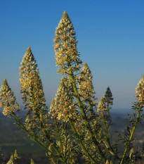 Rezeda voňavá veľkokvetá - Reseda odorata - semená - 350 ks