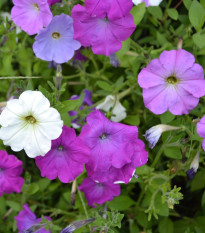 Petúnia veľkokvetá nízka - Petunia hybrida nana - semená - 0,1 g