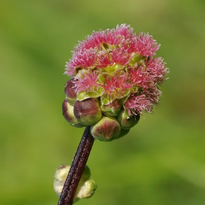 Krvavec menší - Sanguisorba minor - semená krvavca - 8 ks