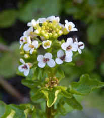 Potočnica lekárska - Nasturtium officinale - semená potočnice - 250 ks