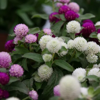 Gomfréna hlávkatá - zmes - Gomphrena globosa - semená - 60 ks