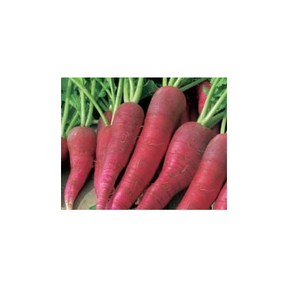 BIO Reďkovka ružová skorá - semená reďkovky - 0,3 g