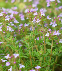 Tymián obyčajný - Thymus vulgaris - semená tymiánu - 300 ks