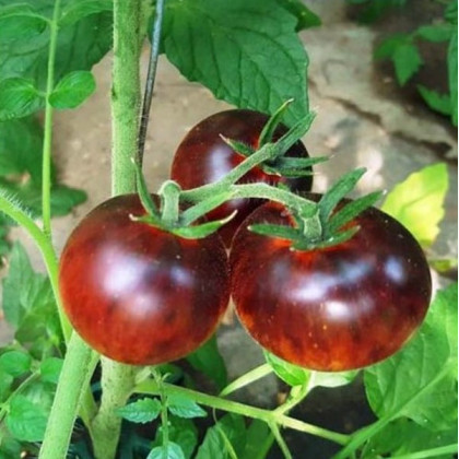 BIO Paradajka Black Trifele - Solanum lycopersicum - bio semená paradajky - 7 ks