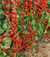 Paradajka Perlino červené F1 - Solanum lycopersicum - semená paradajky - 6 ks