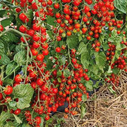 Paradajka Perlino červené F1 - Solanum lycopersicum - semená paradajky - 6 ks
