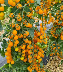 Paradajka Perlino žltá F1 - Solanum lycopersicum - semená paradajky - 6 ks