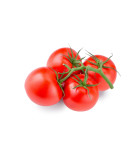Kolíkové paradajky