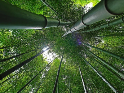 Bambusy je možné u nás pestovať celoročne
