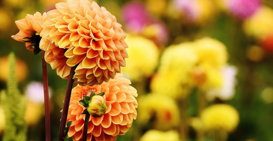 Georgíny, kvetiny našich babičiek, sú letnou i jesennou klasikou