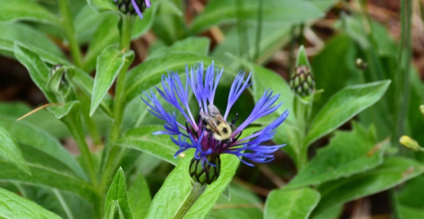 Modrá farba rastlín záhradu opticky zväčší ​
