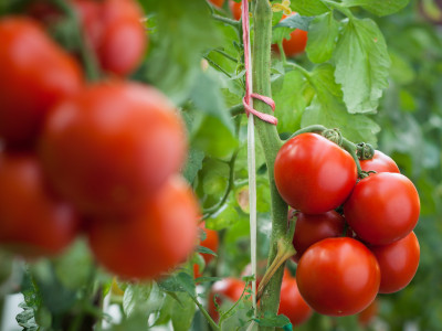 Ak pestujete vlastné sadenice paradajok, záhon osvieža pestré farby aj nevšedné tvary