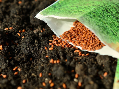 Tipy na pestovanie zeleniny zo semien