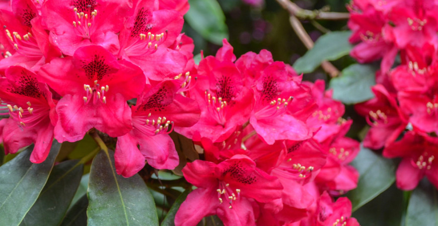 Skvostné rododendrony - ako ich pestovať a udržiavať?